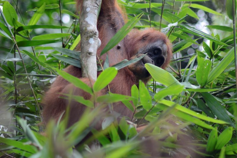 Zoomer sur l'image : Orang outan Bukit Lawang